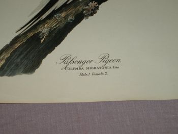 Passenger Pigeon Bird Print, John Audubon. (2)