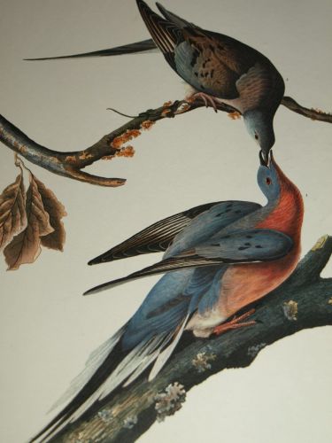 Passenger Pigeon Bird Print, John Audubon. (3)