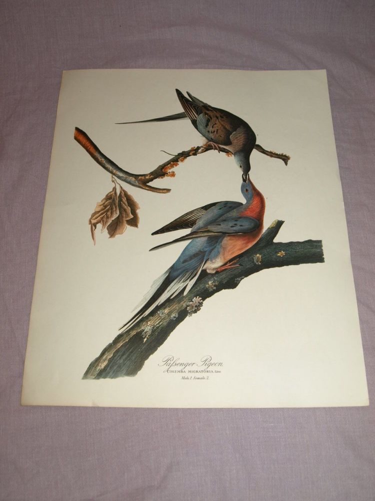 Passenger Pigeon Bird Print, John Audubon.