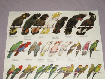 National Parks &amp; Wildlife Poster, Australian Parrots, Lorikeets and Cockato