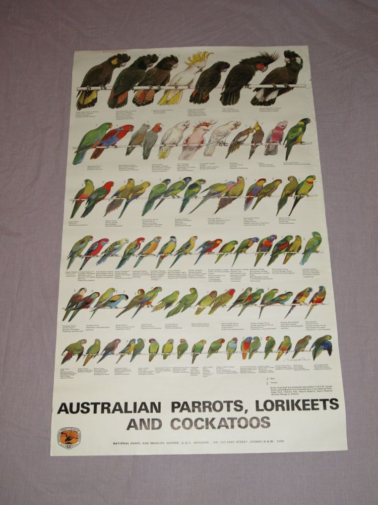 National Parks & Wildlife Poster, Australian Parrots, Lorikeets and Cockatoos.  