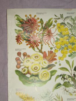National Parks &amp; Wildlife Poster, Wildflowers of New South Wales. (5)