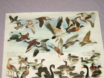National Parks &amp; Wildlife Poster, The Waterfowl of New South Wales. (2)