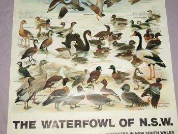 National Parks &amp; Wildlife Poster, The Waterfowl of New South Wales. (3)