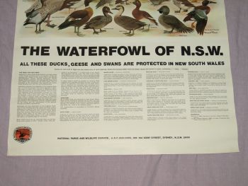 National Parks &amp; Wildlife Poster, The Waterfowl of New South Wales. (4)