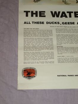 National Parks &amp; Wildlife Poster, The Waterfowl of New South Wales. (6)