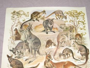 National Parks &amp; Wildlife Poster, Macropods of New South Wales. (2)