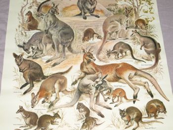 National Parks &amp; Wildlife Poster, Macropods of New South Wales. (3)