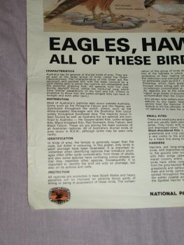 National Parks &amp; Wildlife Poster, Eagles, Hawks and Falcons of New South Wa