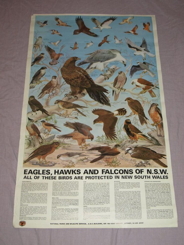 National Parks & Wildlife Poster, Eagles, Hawks and Falcons of New South Wales.
