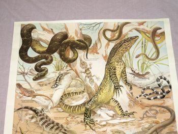 National Parks &amp; Wildlife Poster, Reptiles of New South Wales. (2)
