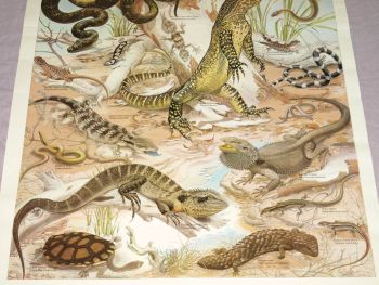 National Parks &amp; Wildlife Poster, Reptiles of New South Wales. (3)