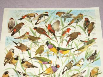 National Parks &amp; Wildlife Poster, Finches of Australia. (2)