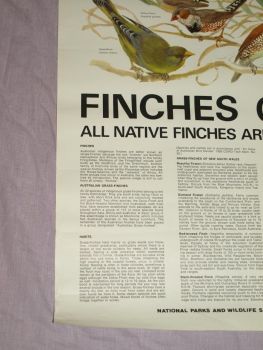 National Parks &amp; Wildlife Poster, Finches of Australia. (5)