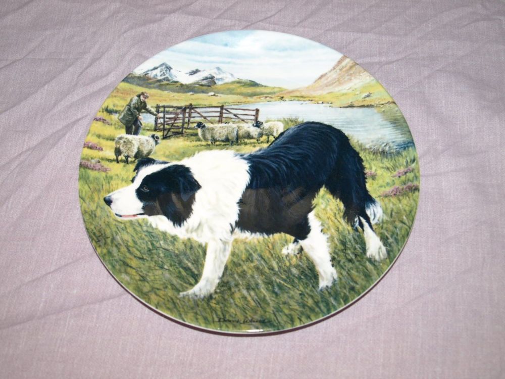 Royal Grafton Ltd Edition Border Collie Plate ‘The Protector’ Tyke’s Border Country.