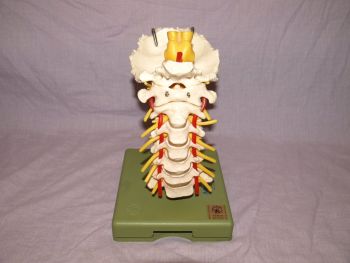 Somso Neck Spine Professional Anatomical Model, Adam Rouilly. (2)