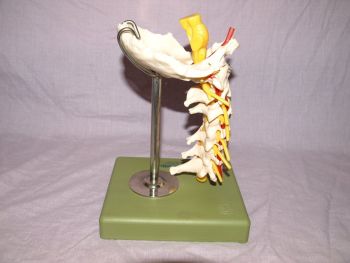 Somso Neck Spine Professional Anatomical Model, Adam Rouilly. (3)