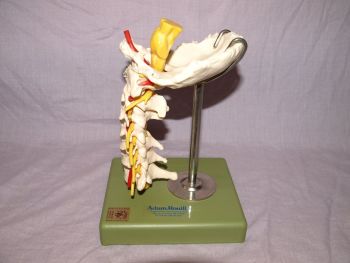 Somso Neck Spine Professional Anatomical Model, Adam Rouilly. (5)