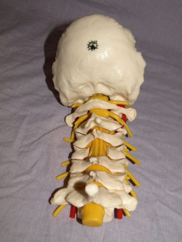 Somso Neck Spine Professional Anatomical Model, Adam Rouilly. (8)