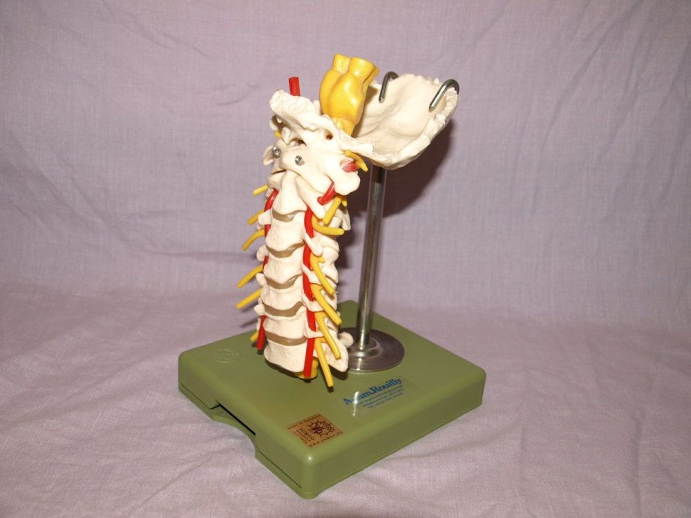 Somso Neck Spine Professional Anatomical Model, Adam Rouilly.