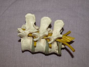 Somso Spine Backbone Vertebrae Professional Anatomical Model, Adam Rouilly.