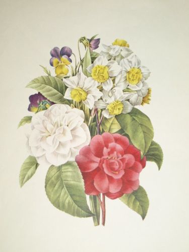 Bouquet de Camelias Narcisses et Pensees Botanical Print, J P Redoute. (2)