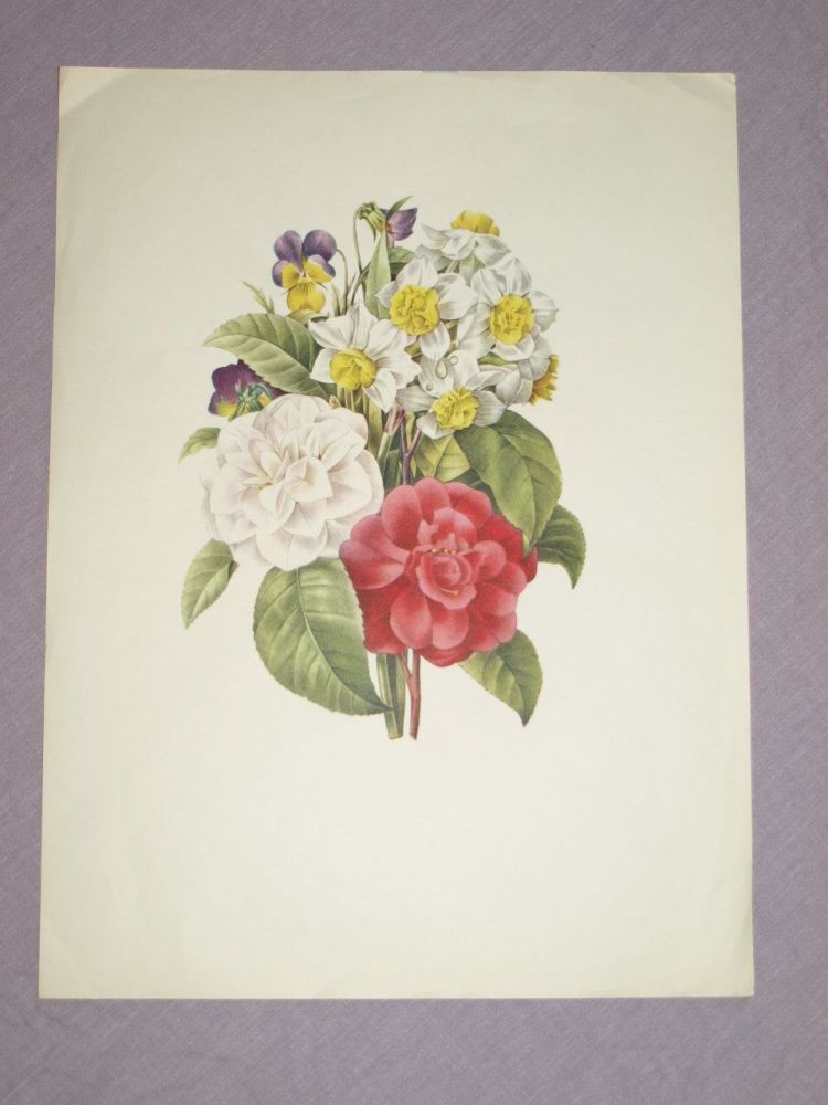 Bouquet de Camelias Narcisses et Pensees Botanical Print, J P Redoute.