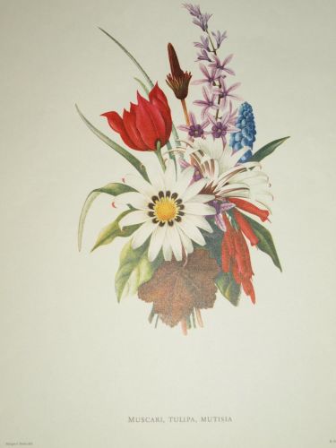Muscari, Tulipa, Mutisia Botanical Print, Margaret Stones. (2)