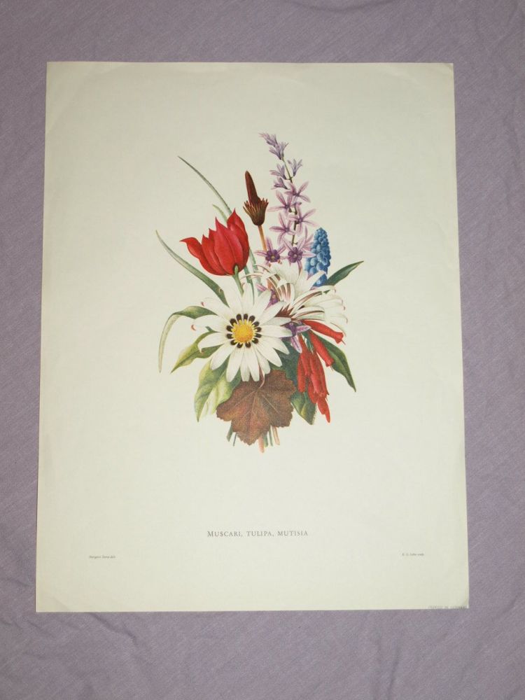Muscari, Tulipa, Mutisia Botanical Print, Margaret Stones.