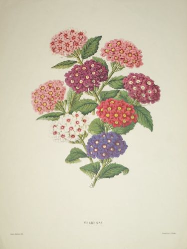 Verbenas Botanical Print, James Andrews. (2)
