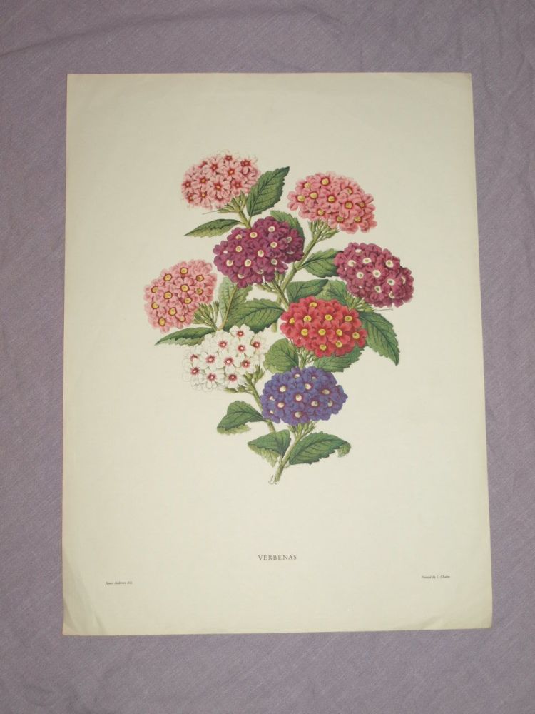 Verbenas Botanical Print, James Andrews.