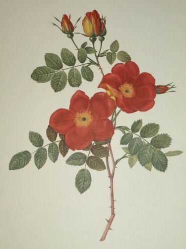 Rosa Eglanteria Red Rose Botanical Print, J P Redoute. (2)