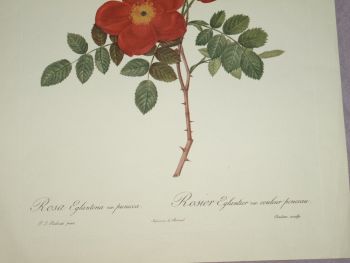 Rosa Eglanteria Red Rose Botanical Print, J P Redoute. (3)