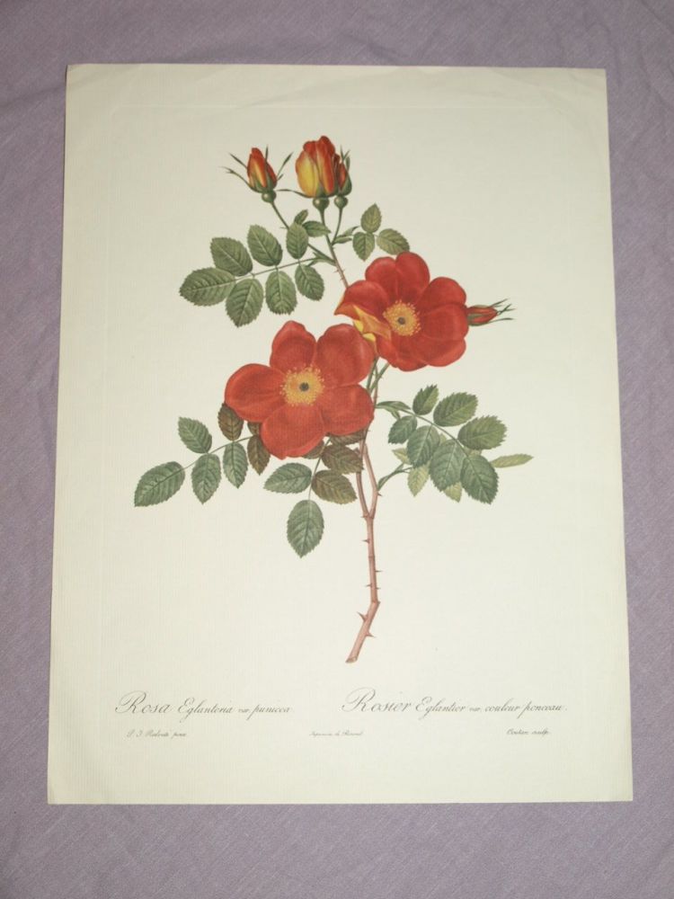 Rosa Eglanteria Red Rose Botanical Print, J P Redoute.