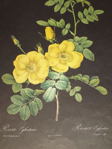Rosa Eglanteria Yellow Rose Botanical Print, P J Redoute. (2)