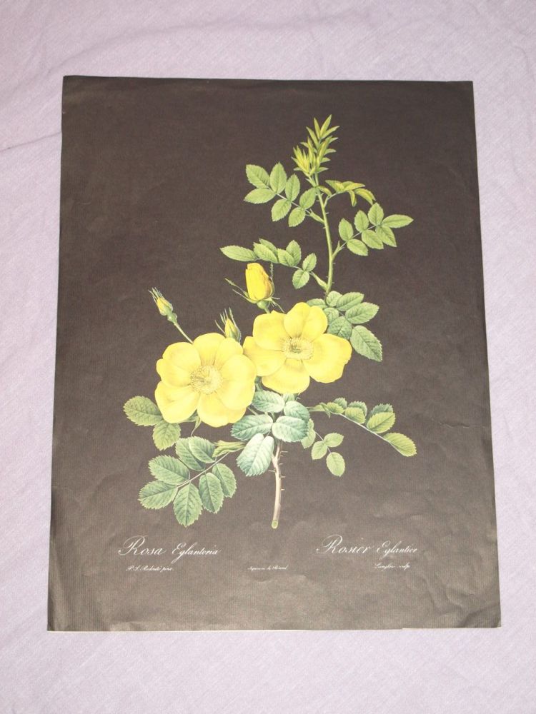 Rosa Eglanteria Yellow Rose Botanical Print, P J Redoute.