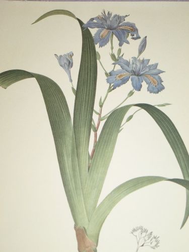 Iris Japonica Botanical Print, P J Redoute. (2)