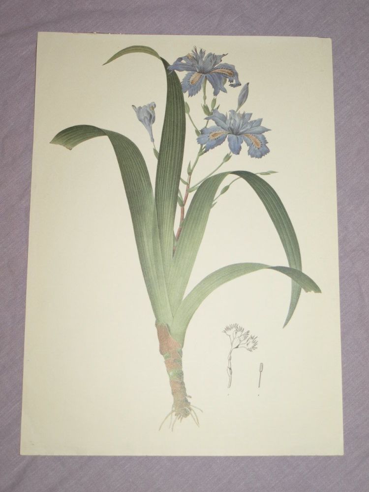 Iris Japonica Botanical Print, P J Redoute.