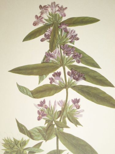 Barleria Prionitis Botanical Print. (2)