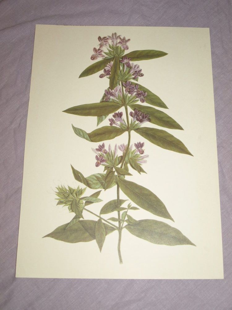 Barleria Prionitis Botanical Print.