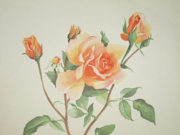 Rose Souvenir Jacques Verschuren Botanical Print, Johanna Prins. (2)