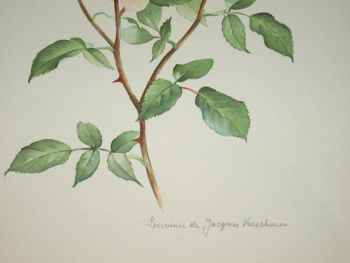 Rose Souvenir Jacques Verschuren Botanical Print, Johanna Prins. (3)