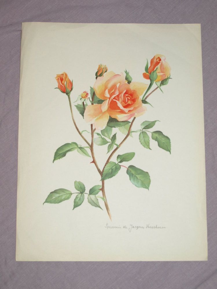 Rose Souvenir Jacques Verschuren Botanical Print, Johanna Prins.