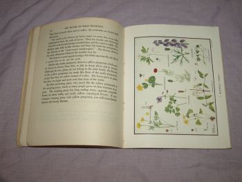 My Book of Wild Flowers by W.M. Daunt &amp; E.J.S. Lay. (6)
