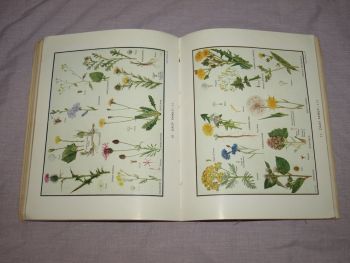 My Book of Wild Flowers by W.M. Daunt &amp; E.J.S. Lay. (7)