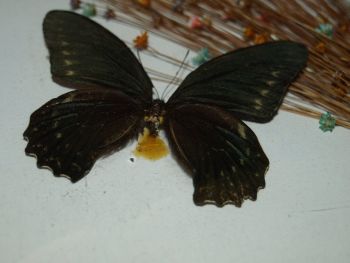 Vintage Mounted Butterflies in Frame. (2)