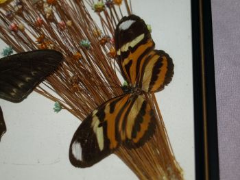 Vintage Mounted Butterflies in Frame. (4)