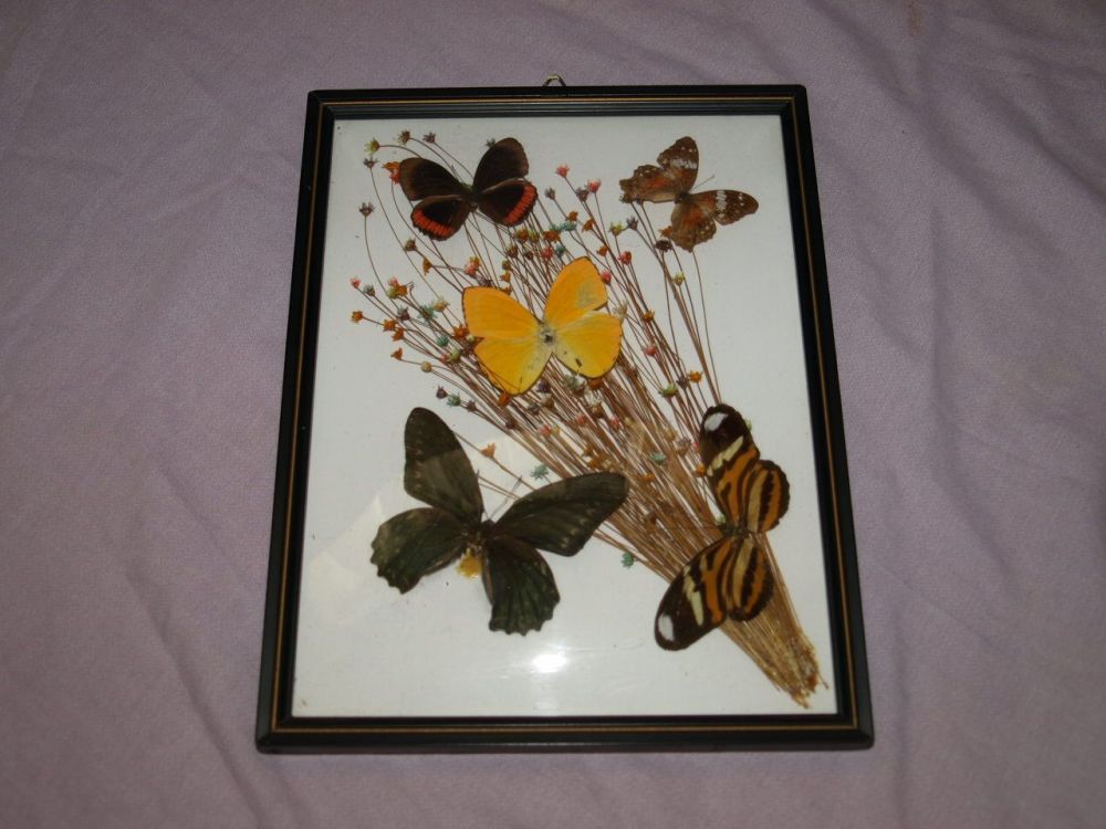 Vintage Mounted Butterflies in Frame.
