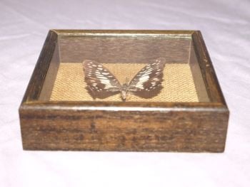 Mounted Butterfly in Box Frame #1. (2)