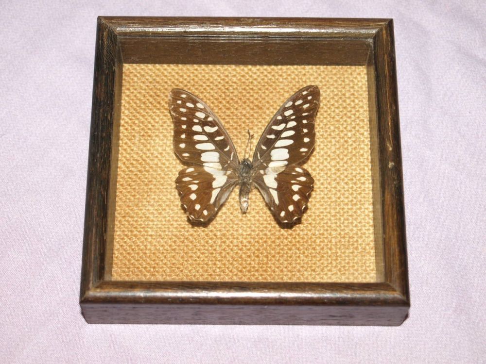 Mounted Butterfly in Box Frame #1.